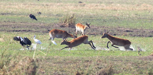 Red lechwe running and playing © michaklootwijk
