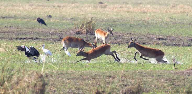 Red lechwe running and playing