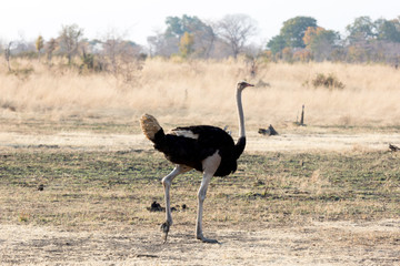 Ostrich walking in the Kalahari