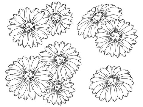 Chamomile flower graphic black white isolated sketch set illustration vector