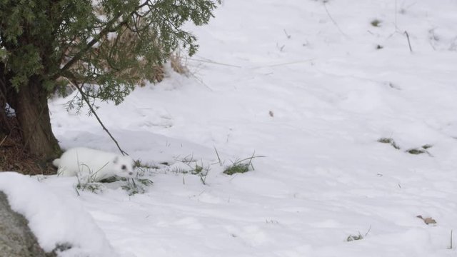 Stoat in the snow