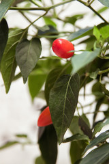 Red tree chilies