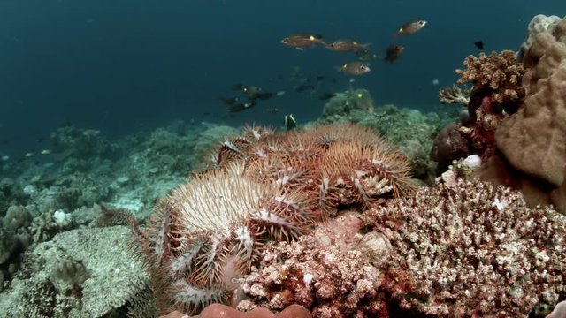Crown of Thorns Starfish. When a coral reef dies 4k Footage