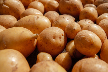 Background from fresh young organic potatoes. Closeup, selective focus
