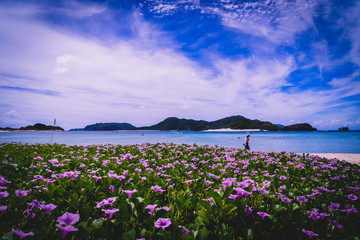 Gunbai Hirugao "Beach morning glory", Zamami, Okinawa, Japan..ビーチのすぐ横で満開のグンバイヒルガオ。