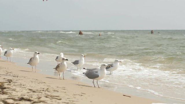 Birds on a sandy beach against a background of sea waves catch bread crumbs. Slow motion.4k