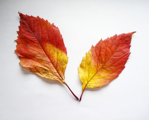 autumn leaves. colorful leaves of wild grapes in autumn. autumn time.