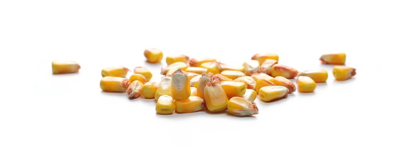 Raw corn kernels isolated on white background