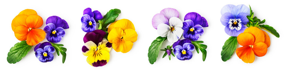 Pansy viola tricolor flowers set