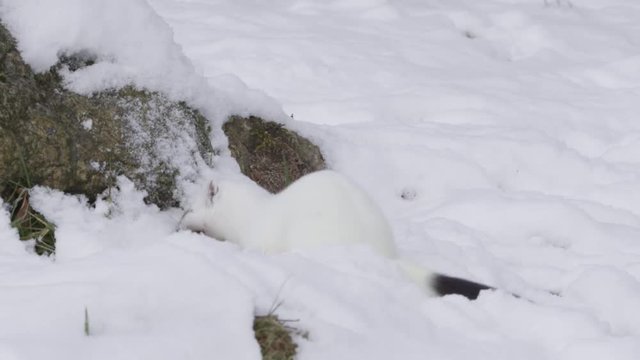Stoat in the snow
