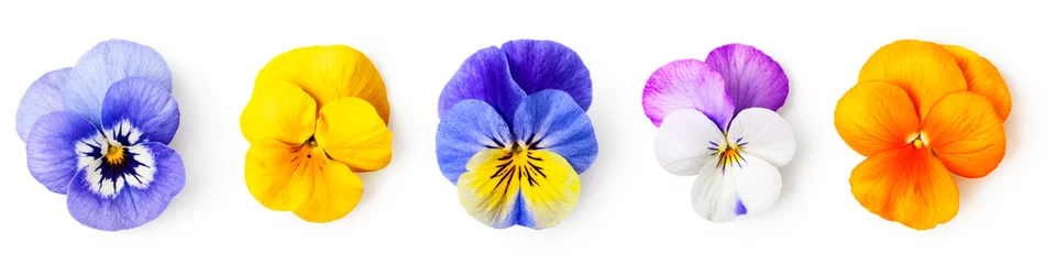 Selbstklebende Fototapete Pansies Stiefmütterchen Viola Tricolor Blumen Set