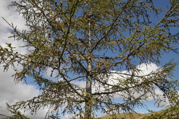 トレッキング　木立　初秋　歩く　ハイキング　