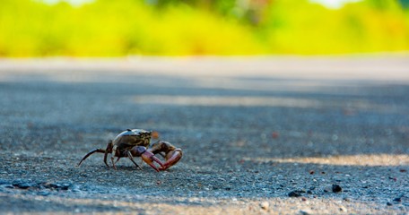 crab move housing / field crab in rural Thailand Walking across the street / taking a low angle shot.