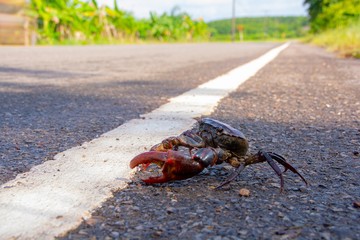 crab walk across the street/Crab in rural Thailand walking across the street / taking a low angle shot.