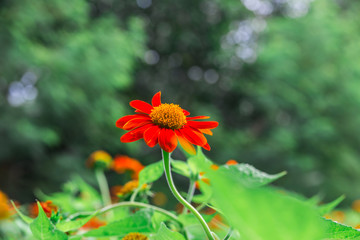 Red Mexican sunflower and green leaves, Close up in the garden