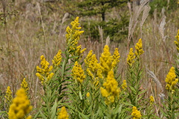 Obraz premium セイタカアワダチソウ 秋の 黄色い 野花