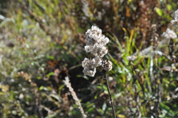 ヤマハハコ　山母子　野草　草花　花　秋