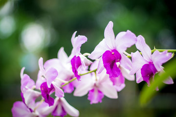 Obraz premium Orchid Flowers