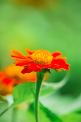 Red Mexican sunflower and green leaves, Close up in the garden