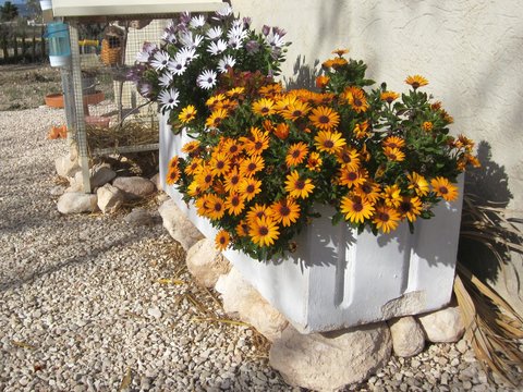 Fototapeta yellow and white black eye daisies in flower