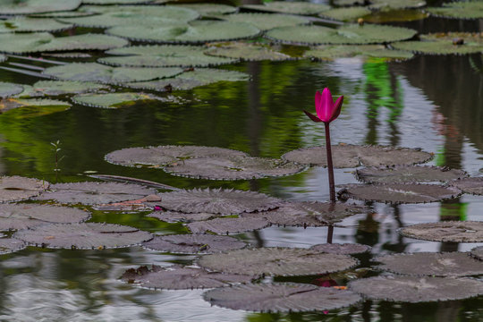 nenufar en chiang mai