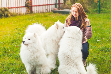 Caucasian girl with white Samoyed dogs