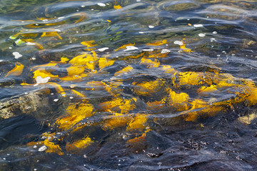 gelbe Fische im Meer