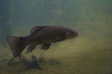 unter Wasser, wilde Tiere