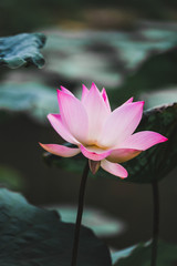 Beautiful Pink Lotus Flower . Close focus with green leaf in in pond, deep blue water surface