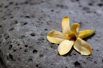 hawaiianische Blume auf Vulkangestein