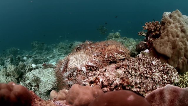 Crown of Thorns Starfish. When a coral reef dies 4k Footage