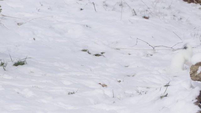 Stoat in the snow