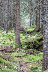 Obraz premium Fir forest with fallen logs and moss