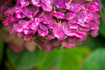 colorful flowers of hydrangea bush with raindrops.