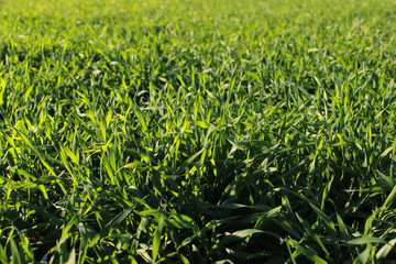 Fototapeta premium green grass on background of blue sky