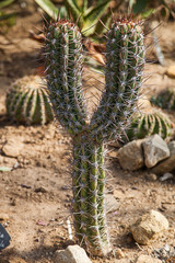 Cactus en forme de Y dans le jardin exotique de Roscoff (Finistère)