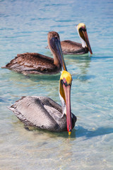 Group of Pelicans drift in the blue sea on the beach Varadero, Cuba. Outdoors, sunny day, exotic animals (birds).