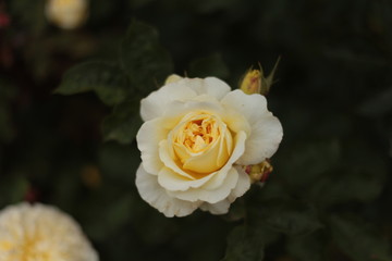 Roses from Hampton Court Castle England