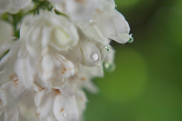 Closeup of water drops on white flowers