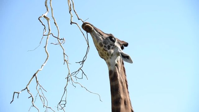 la giraffa affamata
