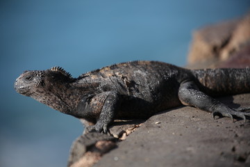 Marine iguana Galapagos Ecuador