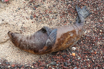 Sea lion sleeping in Galapagos