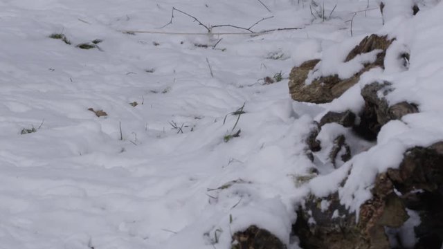 Stoat in the snow