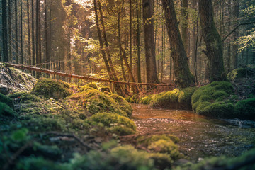 Bachlauf,Natur ,Wald