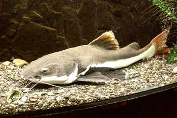 Big redtail catfish (Phractocephalus hemioliopterus) in the aquarium