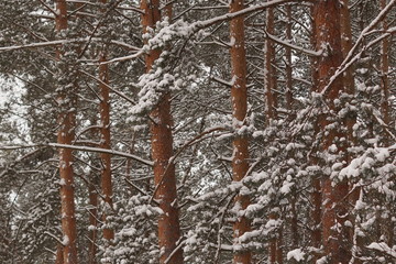pine forest in snowfall