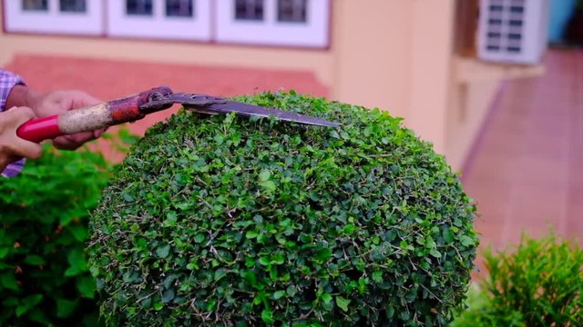 Hand of gardener used garden shears to trimming and cutting a hedge or branch of tree, full HD, slow motion.