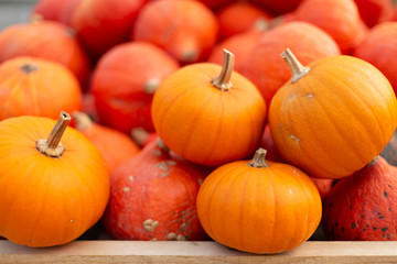 Fresh organic Hokkaido and Muskat Pumpkins on Farmers Market