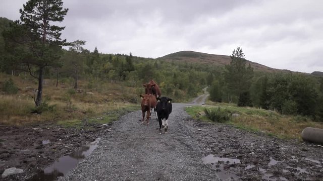 Cows fornicating in nature area, mountain terrain.
Norway, Europe.