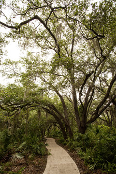 tree in the park